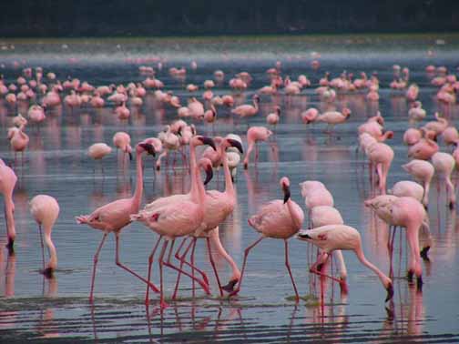 Flamingos - Lake Nakuru